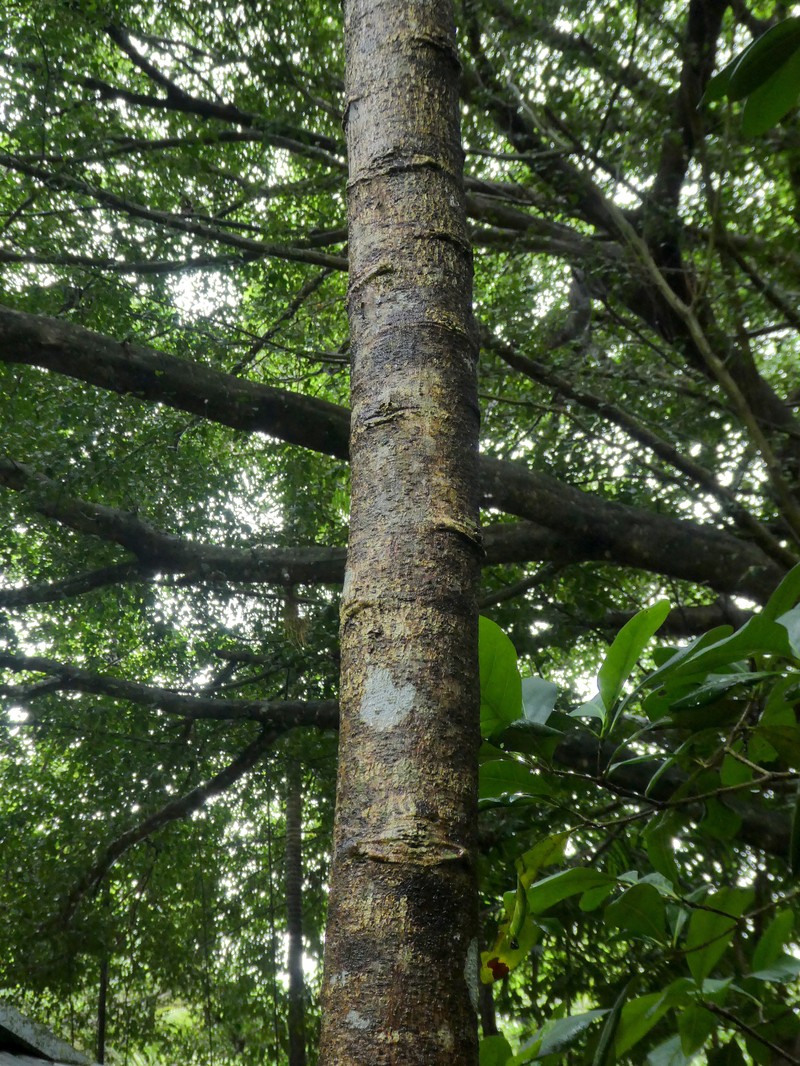 Archidendron vaillantii photo 8