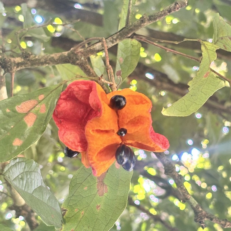 Archidendron whitei