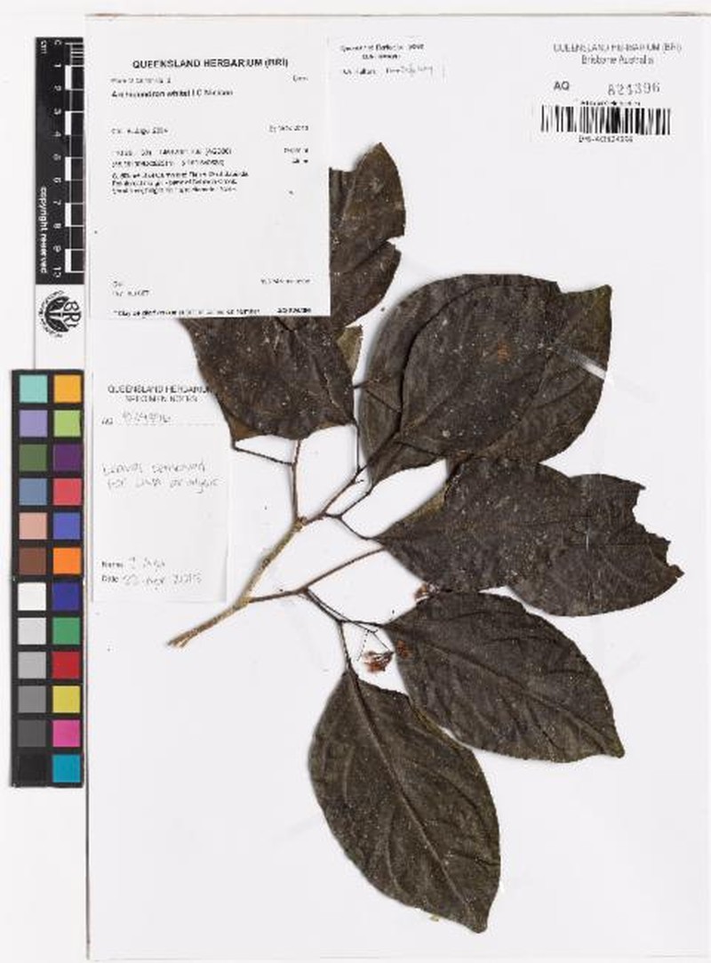 Archidendron whitei photo 2