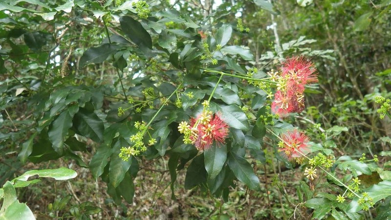 Archidendropsis fournieri