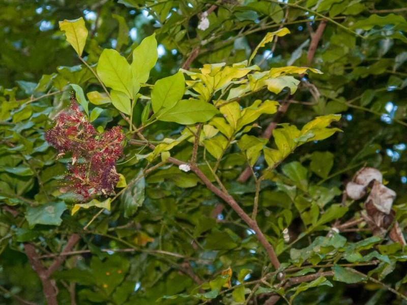Archidendropsis fournieri photo 2