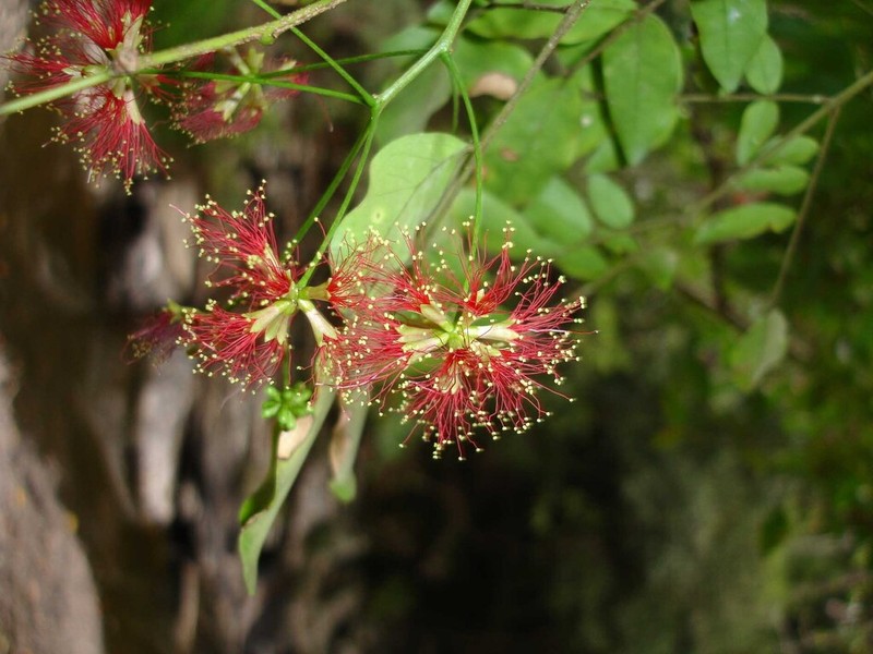 Archidendropsis fournieri photo 3