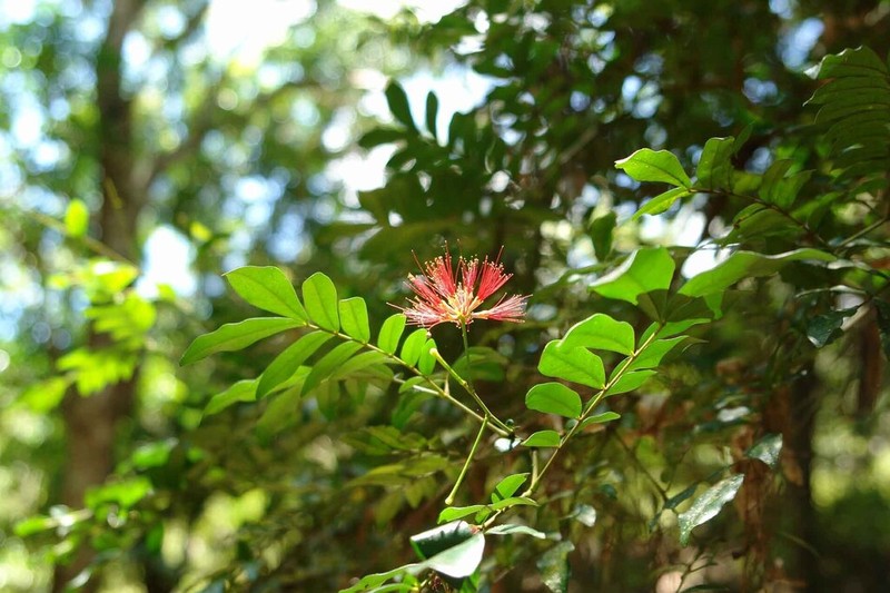 Archidendropsis fournieri photo 4