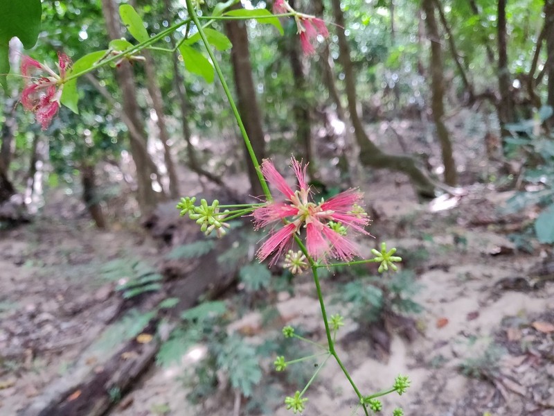 Archidendropsis fournieri photo 5