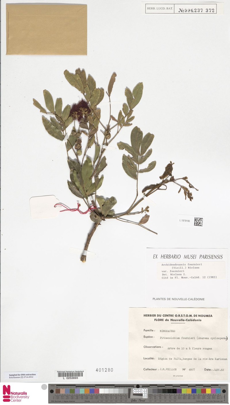 Archidendropsis fournieri var. fournieri