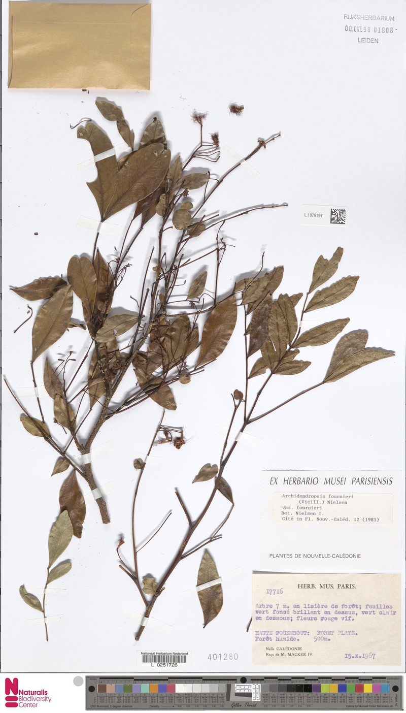 Archidendropsis fournieri var. fournieri photo 2