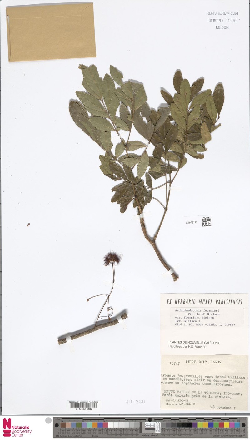 Archidendropsis fournieri var. fournieri photo 3