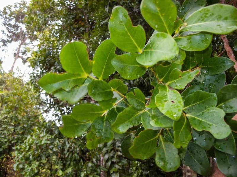 Archidendropsis fulgens