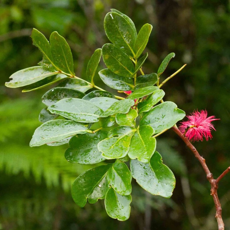 Archidendropsis fulgens photo 4