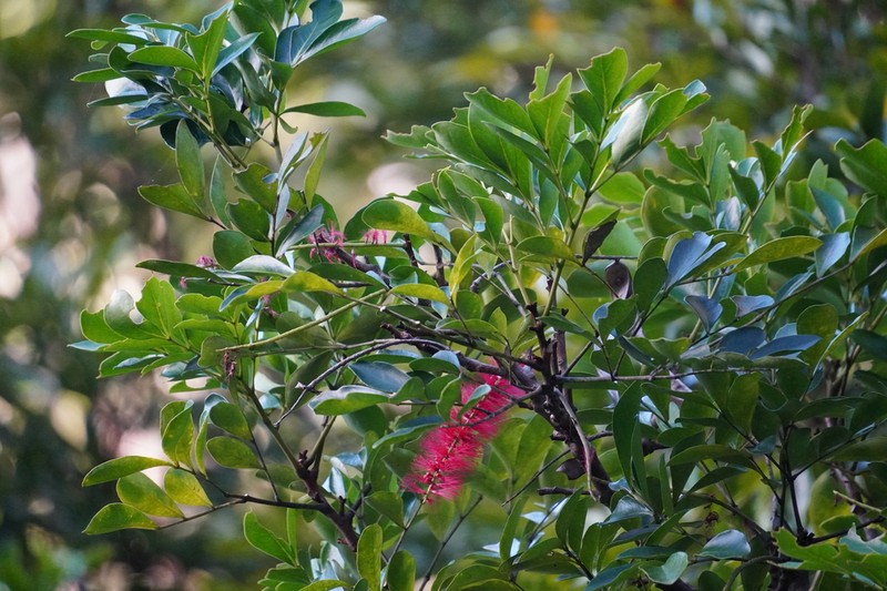 Archidendropsis fulgens photo 5