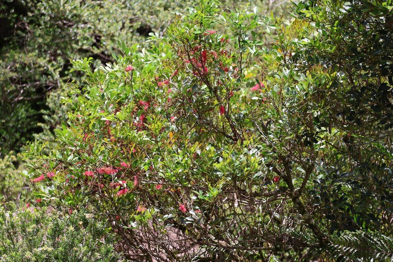 Archidendropsis fulgens photo 6