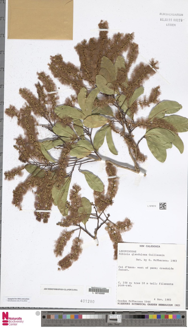 Archidendropsis glandulosa