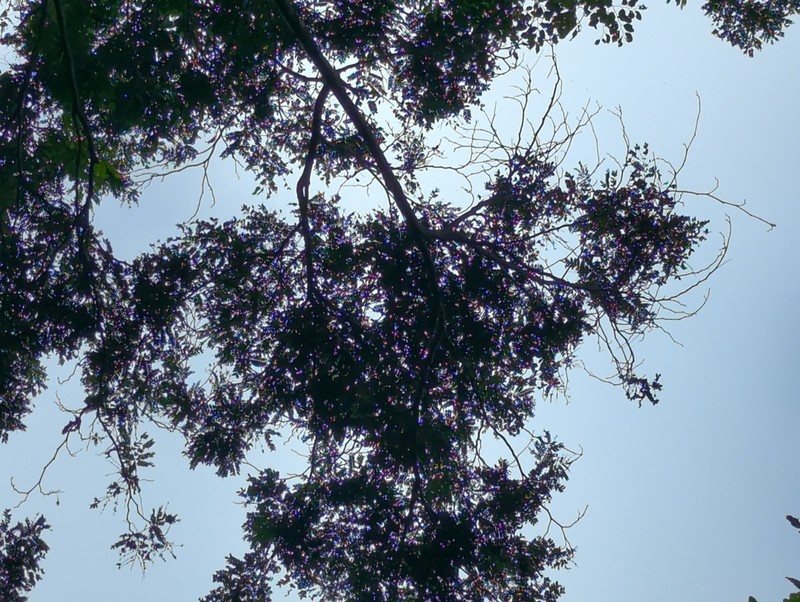 Archidendropsis granulosa