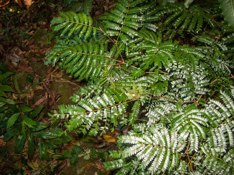 Archidendropsis granulosa photo 2