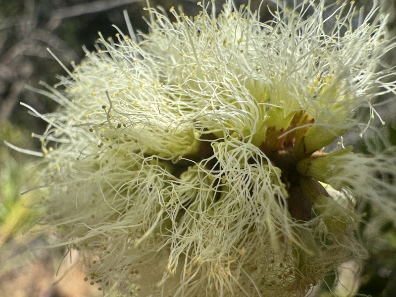 Archidendropsis granulosa photo 4