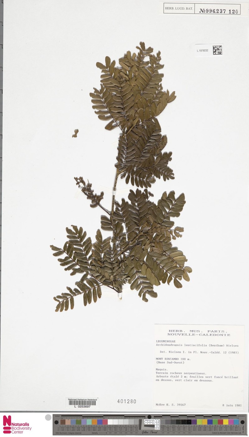 Archidendropsis lentiscifolia
