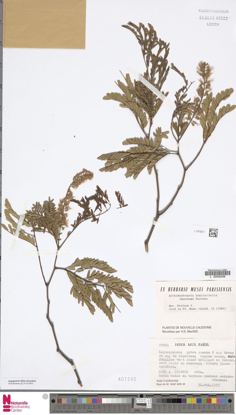 Archidendropsis lentiscifolia photo 2