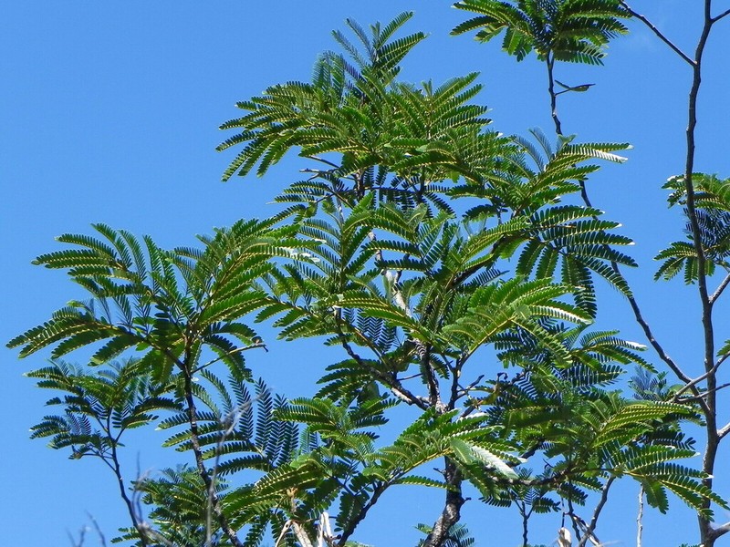Archidendropsis macradenia