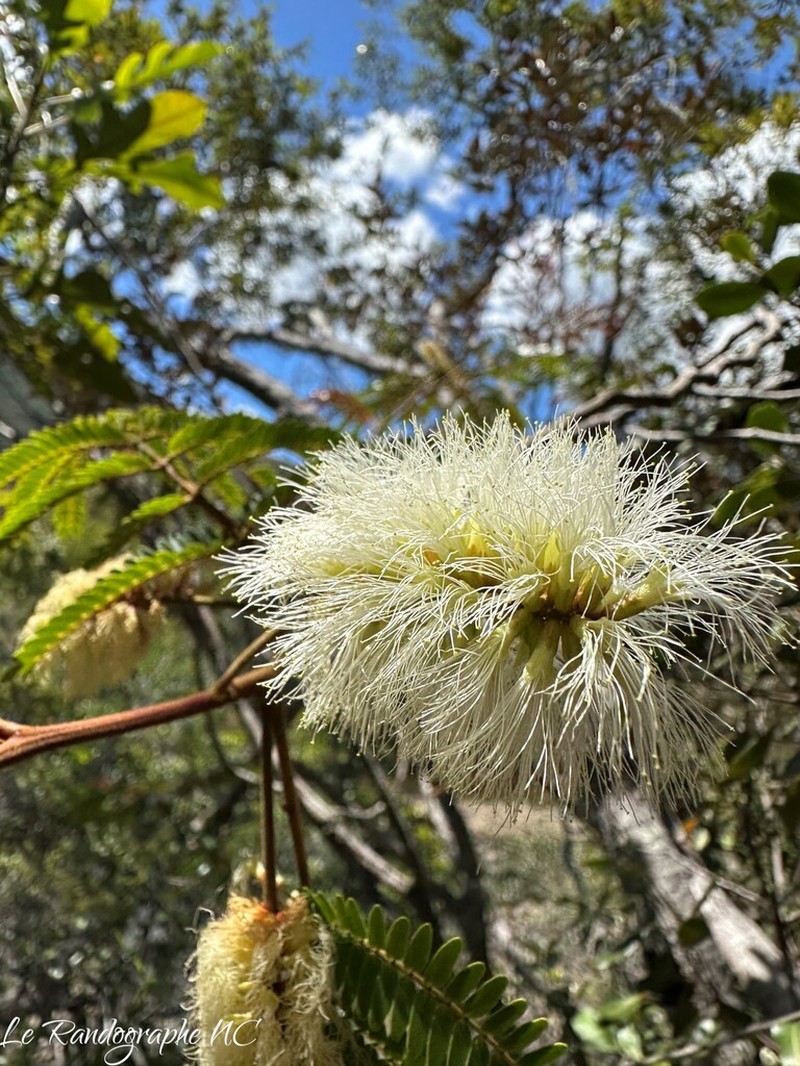 Archidendropsis macradenia photo 2