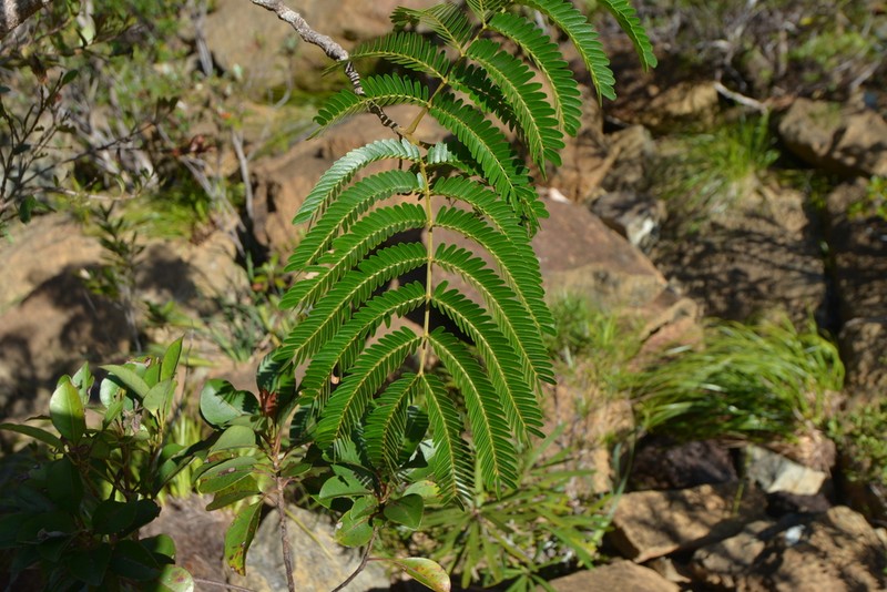 Archidendropsis macradenia photo 3