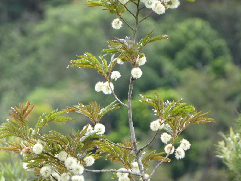 Archidendropsis macradenia photo 4