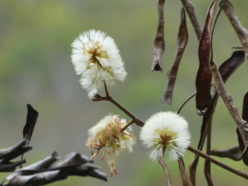 Archidendropsis macradenia photo 5