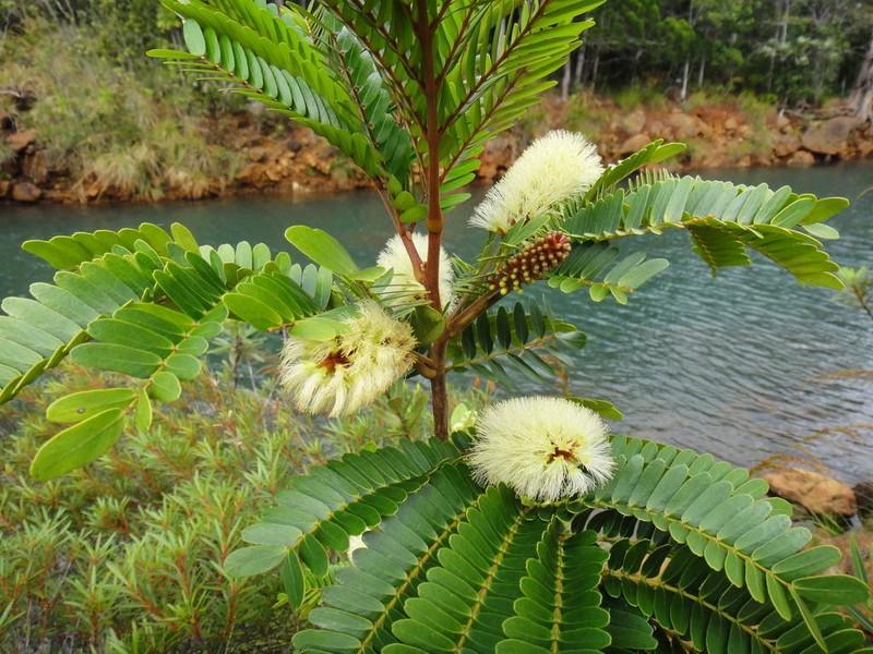Archidendropsis macradenia photo 6