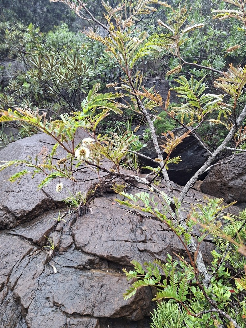 Archidendropsis macradenia photo 7