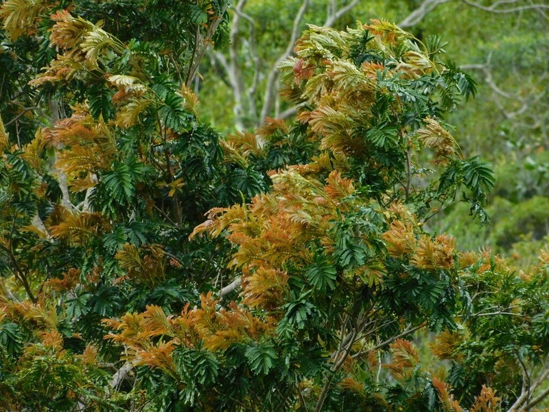 Archidendropsis macradenia photo 8