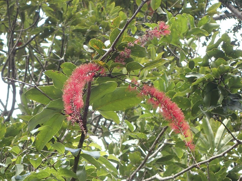 Archidendropsis paivana