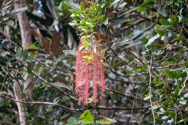 Archidendropsis paivana photo 2