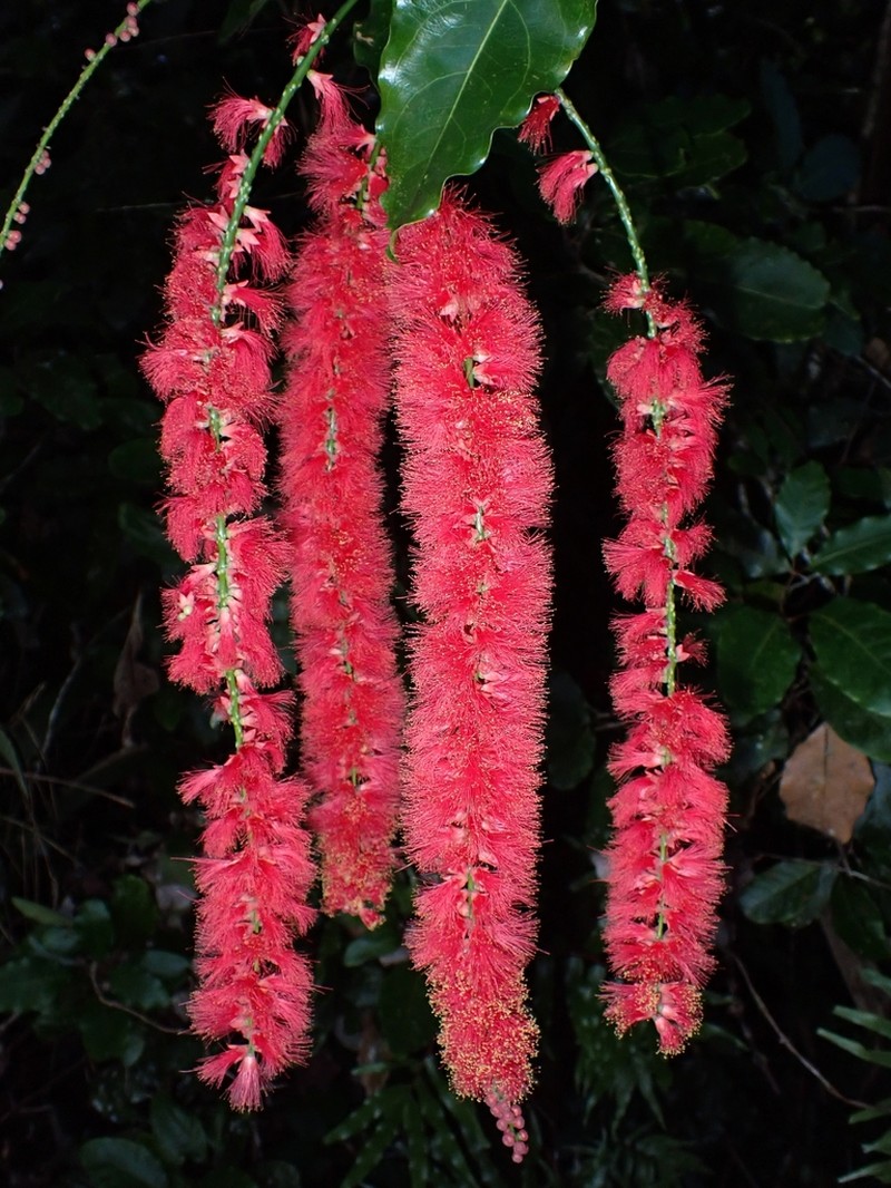 Archidendropsis paivana photo 3