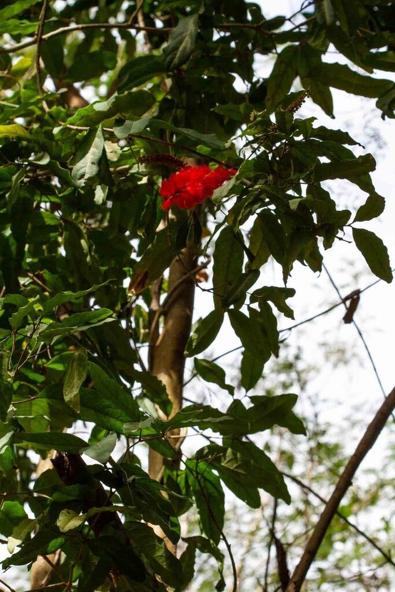 Archidendropsis paivana photo 4