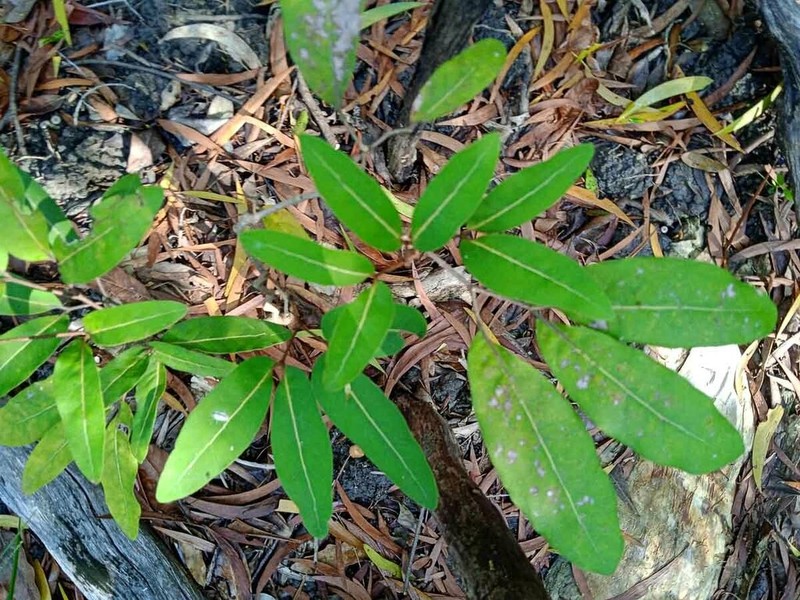 Archidendropsis paivana photo 5