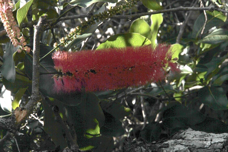 Archidendropsis paivana photo 6