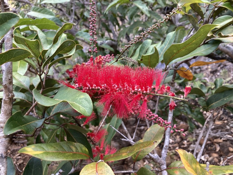 Archidendropsis paivana subsp. paivana