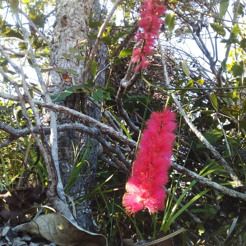 Archidendropsis paivana subsp. paivana photo 2