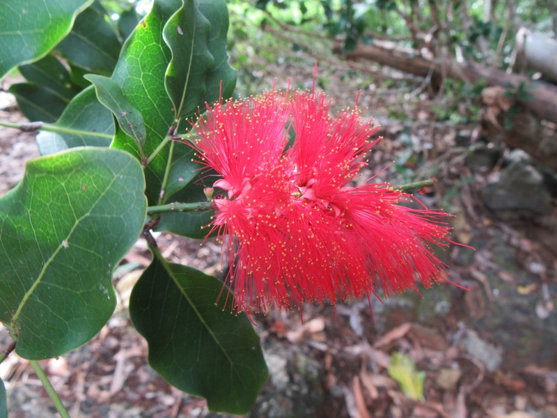 Archidendropsis paivana subsp. paivana photo 3