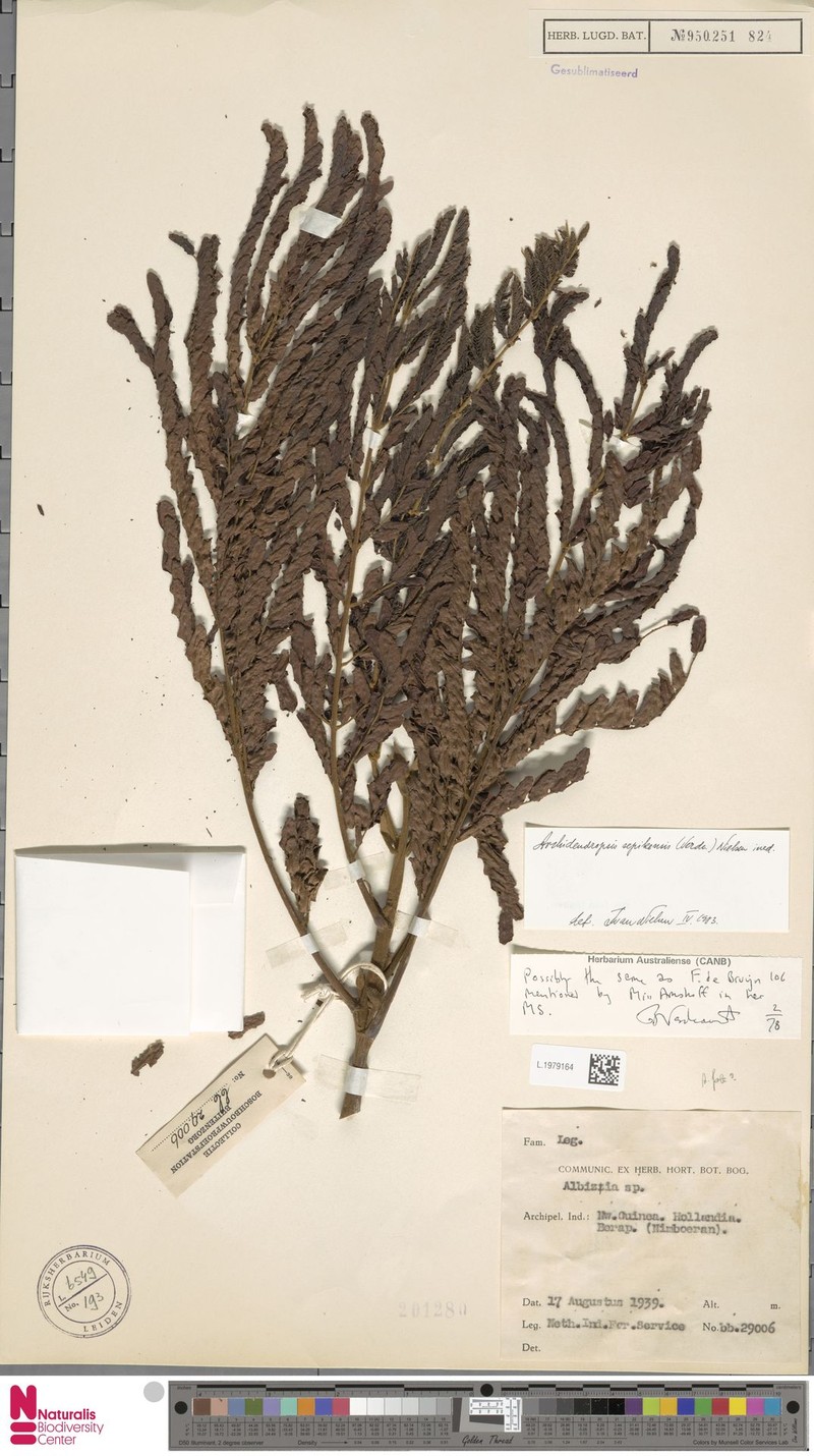Archidendropsis sepikensis