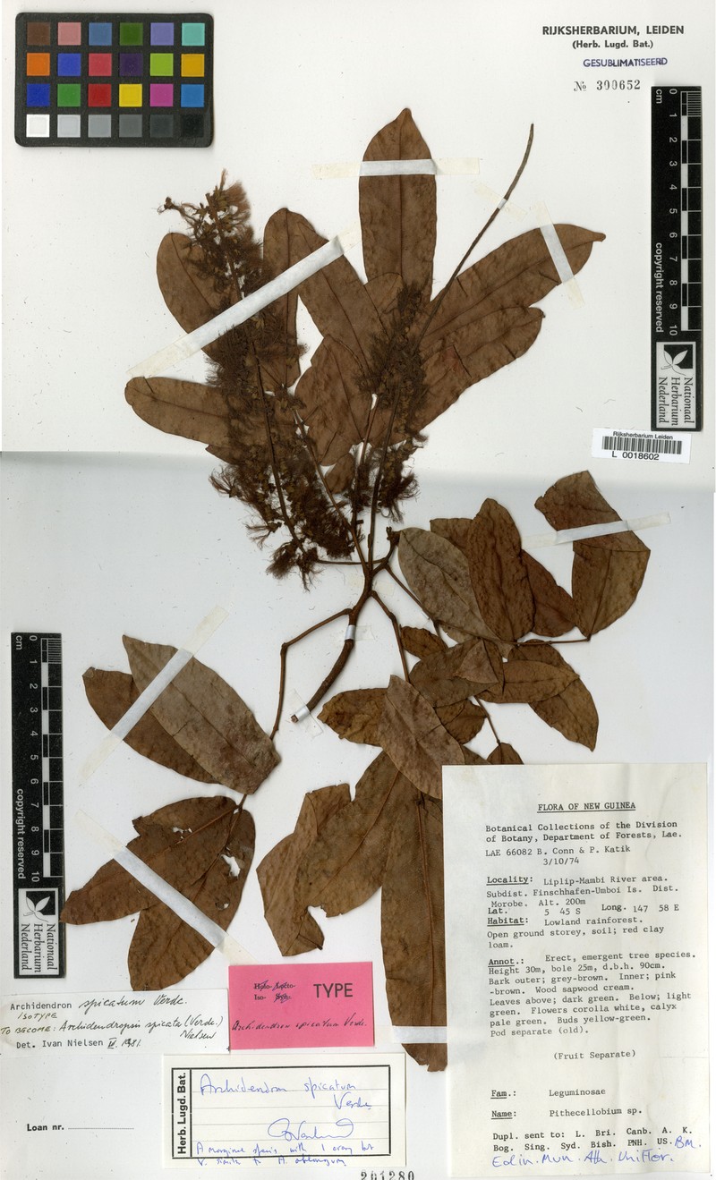 Archidendropsis spicata