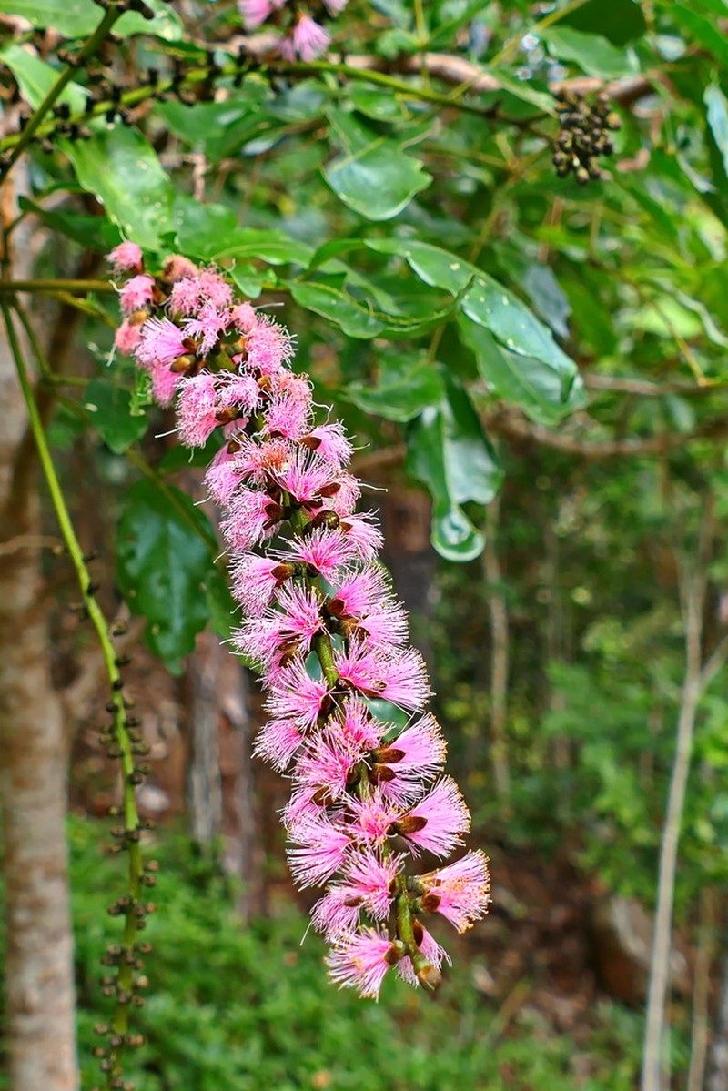 Archidendropsis streptocarpa