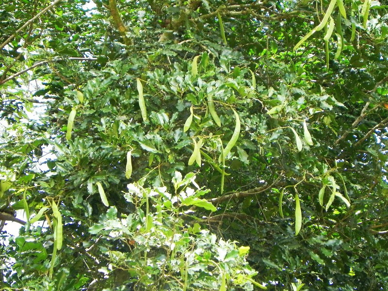 Archidendropsis streptocarpa photo 2