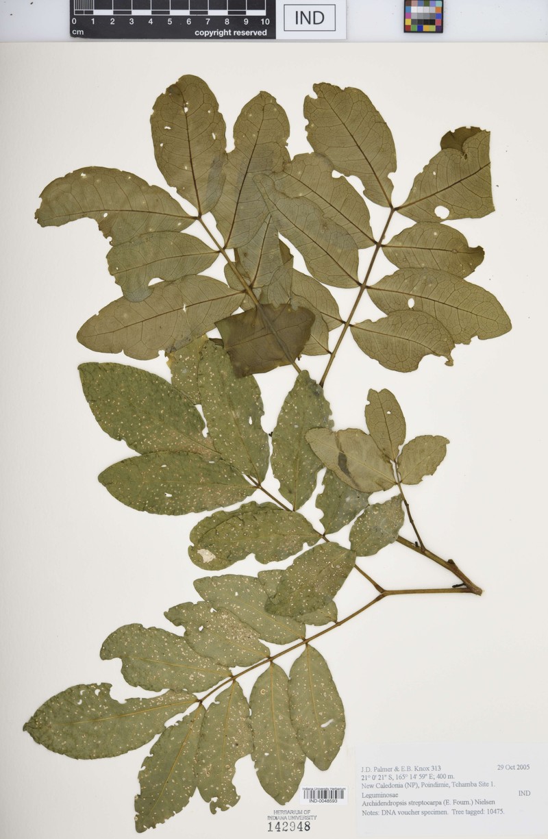 Archidendropsis streptocarpa photo 3