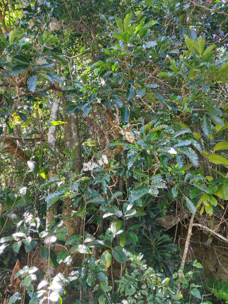 Archidendropsis streptocarpa photo 5