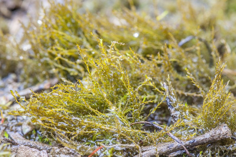 Alternateleaf Archidium Moss