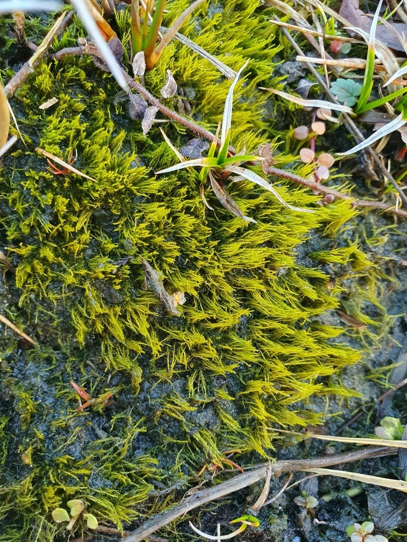Alternateleaf Archidium Moss