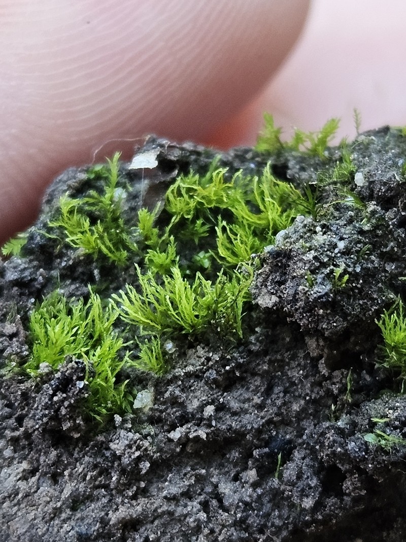 Alternateleaf Archidium Moss photo 2