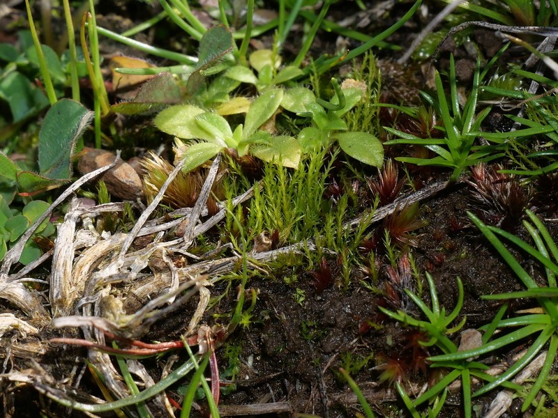 Alternateleaf Archidium Moss photo 3