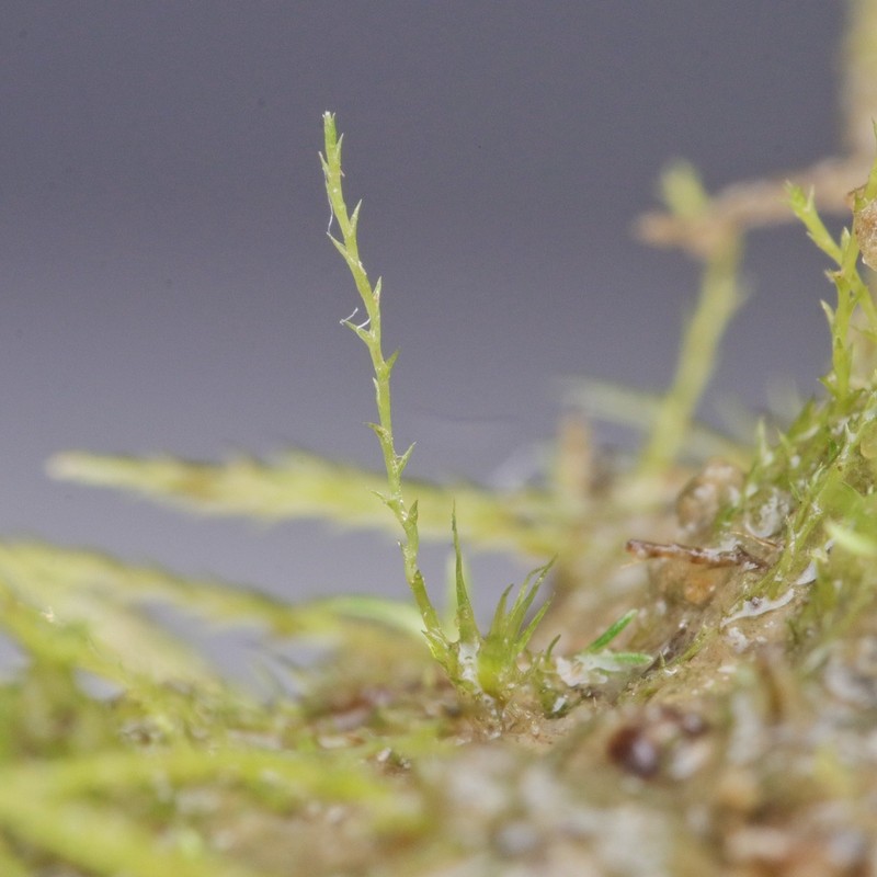 Alternateleaf Archidium Moss photo 4
