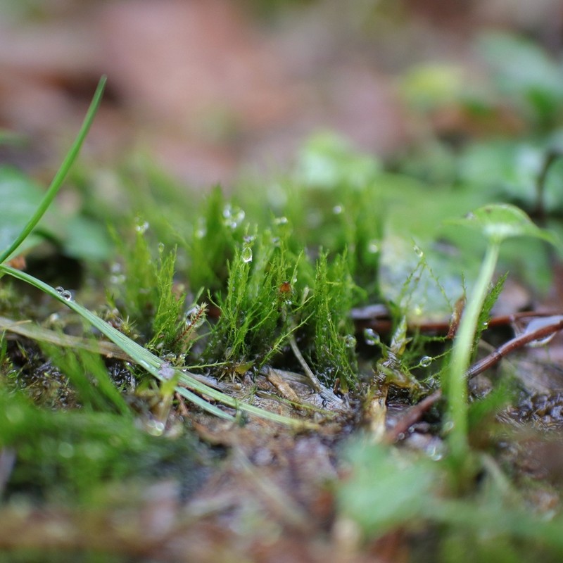 Alternateleaf Archidium Moss photo 5